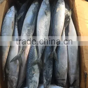 Hight Quality Frozen Pacific Mackerel for Sale thumbnail-1
