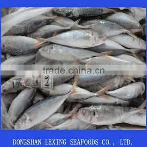 Frozen Good Horse Mackerel Round Scad thumbnail-1