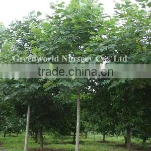 Liriodendron Tulipifera Flower Trees thumbnail-1