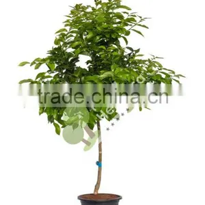 Citrus Latifolia - Lime Tree thumbnail-1