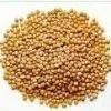 Mustard Seed Extract 10:1,20:1 thumbnail-1