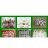 Garlic 3p,4p,5p,500g,1kg, thumbnail-1