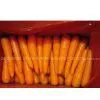 Carrot thumbnail-1