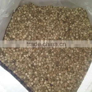 Cardamom / Pai Tong Qua From Indonesia is the Best thumbnail-2