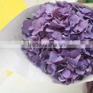 Elegant in Smell Top Sell Indoor Decoration Flower of Hydrangea thumbnail-1