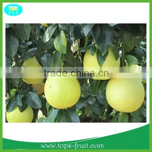 Sweet Fujian Red Pomelo thumbnail-1