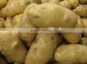New Crop Sweet Potato With Competitive Export Price thumbnail-1