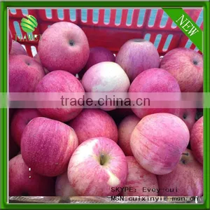 Hot Sell Red Qinguan Apples Shanxi Qinguan Apples Exporter thumbnail-1