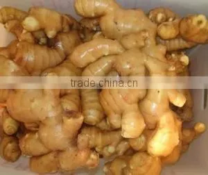 Chinese Fresh Ginger thumbnail-1