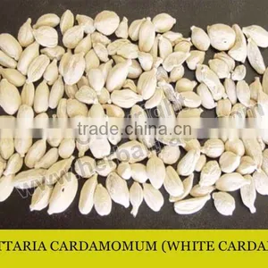 WHITE CARDAMOM thumbnail-1