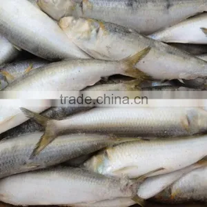 2016 Hot Sale Best Quality Newly Caught W/r Frozen Sardine Fish 8-10pcs/kg From China thumbnail-1