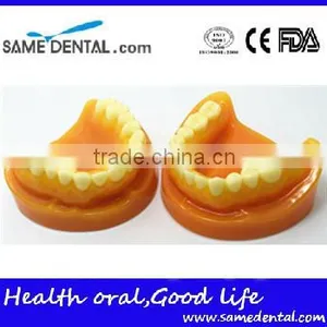 Double-Color Dentition Model Dental Eduction Assistant No. DEA-09 thumbnail-3