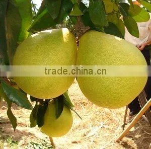 Sweet Honey Pomelo 2011 New Crop thumbnail-1