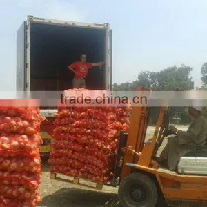 ONION SIZES ( 40 - 60 - 50 - 70 - 60 - 80 - up to 100 mm ) thumbnail-4