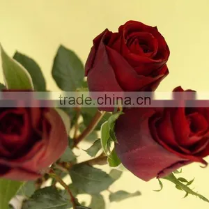 Wholesale High Grade Fresh Cut Flowers Black Rose Plants From Plants Base thumbnail-3