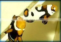 Baby Picasso Clown Fish thumbnail-1