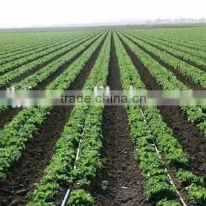 Subsurface Drip Irrigation Dripping Pipes thumbnail-6