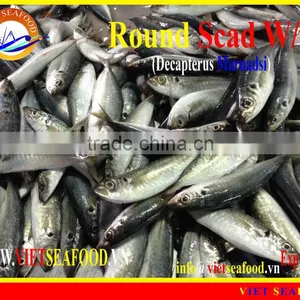 FROZEN ROUND SCAD WHOLE ROUND thumbnail-1