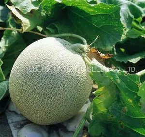 Cantaloupe Chinese Musk Round Shape Melon Seeds for Sale thumbnail-3