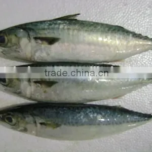Frozen Pacific Mackerel With Landing Frozen thumbnail-1