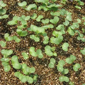 Vermiculite For Plants And White Vermiculite Expanded thumbnail-2