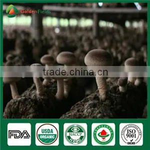 China Manufacturer Supply Organic Dried Fresh Shiitake Mushroom thumbnail-6