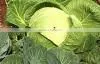 Organic Fresh Cabbages thumbnail-1