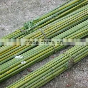 Bamboo Turnk thumbnail-1