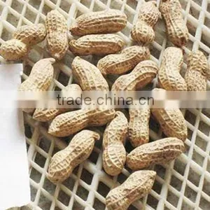 Delicious Roasted Peanuts in Shell for Sale thumbnail-4
