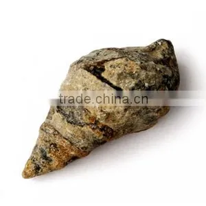 Fossil Specimens, Stinkbug Fossil thumbnail-1