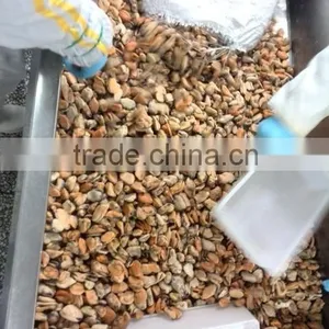 Frozen Blue Mussel Meat thumbnail-4