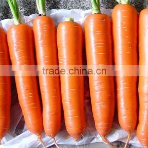 Fresh Bulk Carrot on Sale thumbnail-1