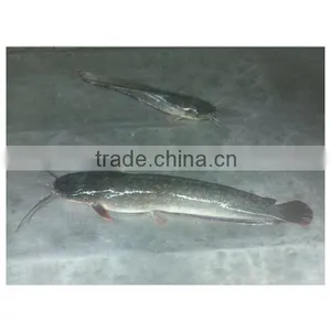 Frozen Catfish From Xiamen HHF Frozen Fish Company thumbnail-1