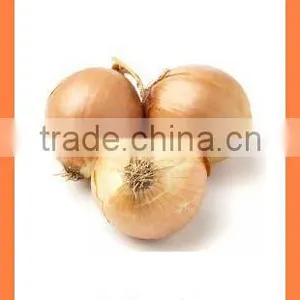 Bulk Chinese Best Quality Fresh Yellow Onion thumbnail-1