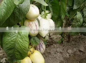 Hybrid F1 Pepino Seed Pepino Cucumber Seeds For Cultivation thumbnail-5