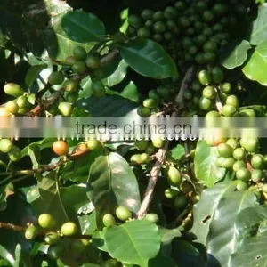 GMO Arabica Coffee Bean Price thumbnail-5
