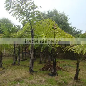 Wholesale Outdoor Decrotive Landscaping Ornamental Palm Caryota Urens L thumbnail-1