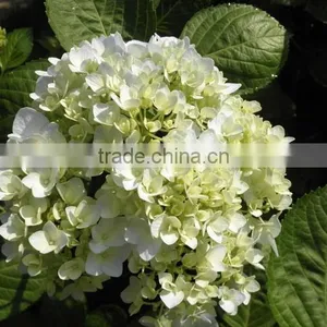 The Shrub Plant Hydrangea Macrophylla Seedling thumbnail-3