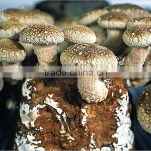 Mushroom Spawn,Shiitake Log,Lentinula Edodes Mushroom thumbnail-1