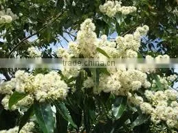 EUCALYPTUS GLOBULUS OIL 60% thumbnail-5