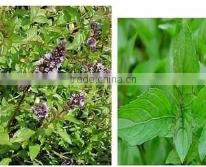 Mentha Citrata Oil 100% Fresh thumbnail-1