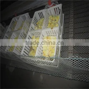 Feeding System for Chicken Farm thumbnail-2