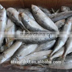 Best Selling Products Frozen Mackerel thumbnail-1