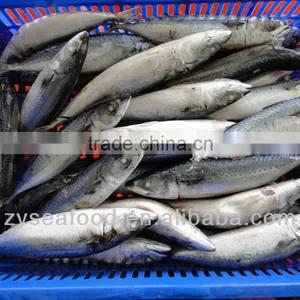 Frozen Pacific Mackerel Fish 200-300G thumbnail-1