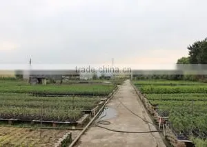 Superior Chinese Bonsai Nursery Co., Ltd. Foshan company overview - view 3 thumbnail