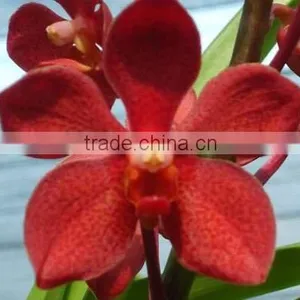 Fresh Cut Orchids, Mokara Orchids, Fresh Cut Stem thumbnail-1