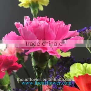 Best Sale Cut Fresh Pretty Good Carnation Flowers Cheap and Good Global Distribution From China thumbnail-1