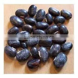 Mucuna Extract thumbnail-1