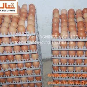 Indonesia Chicken Shed Hot Galvanized Cage for Hen & A Type Battery Layer Breeder Chicken Cage & Layer Coop for Poultry Farm thumbnail-1