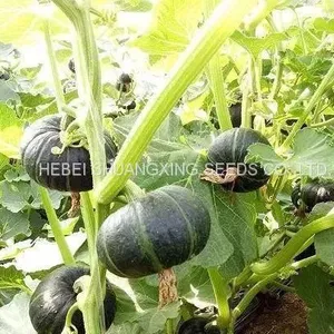 Wholesale Delicious Sweet Pumpkin Seeds for Growing thumbnail-5